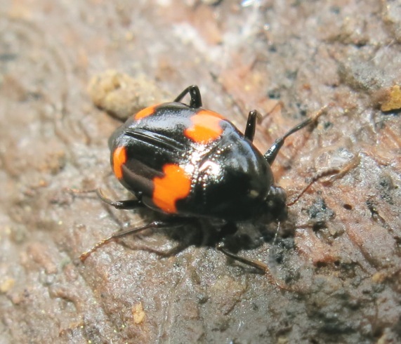 Scaphidium quadrimaculatum