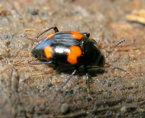 Scaphidium quadrimaculatum