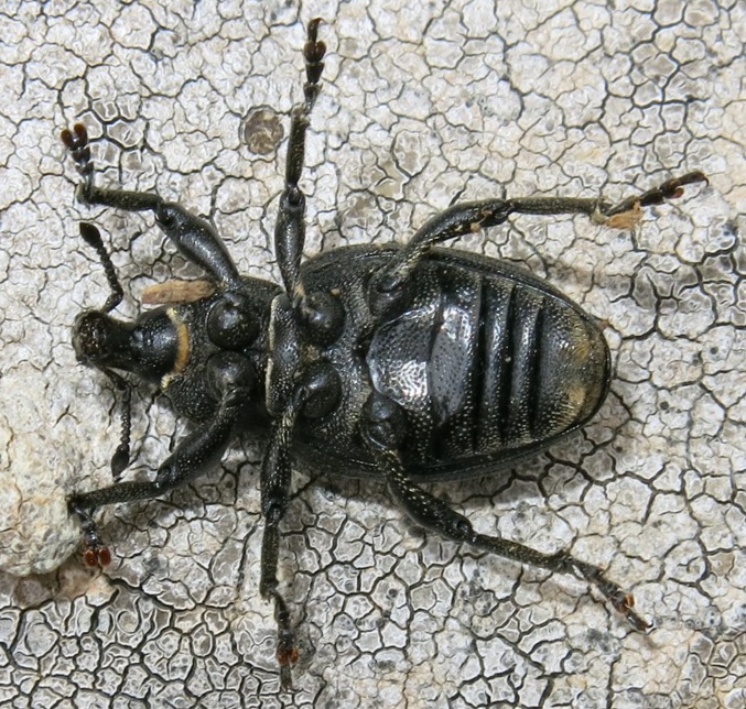 Anisorhynchus barbatus