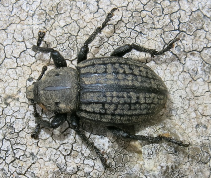Anisorhynchus barbatus