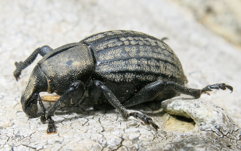 Anisorhynchus barbatus