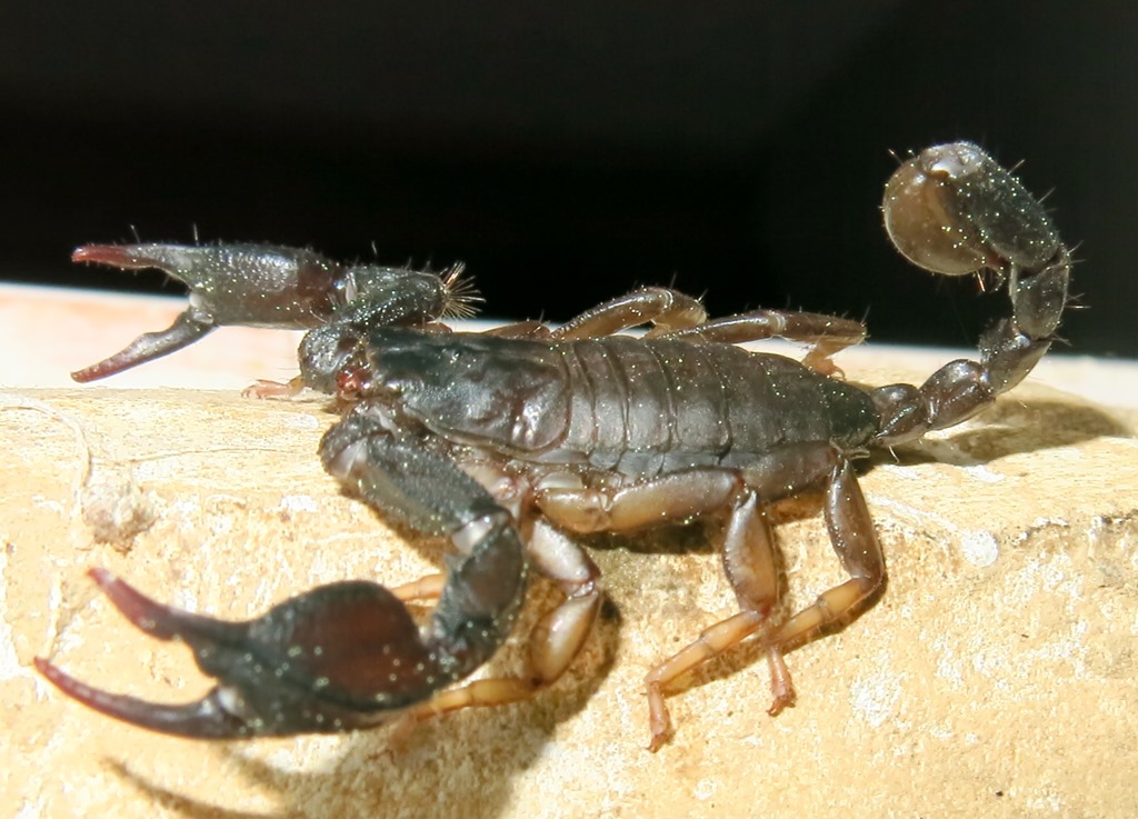 Euscorpius italicus