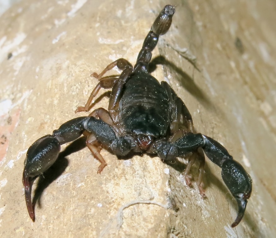 Euscorpius italicus