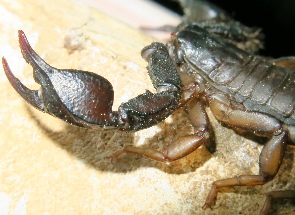 Euscorpius italicus