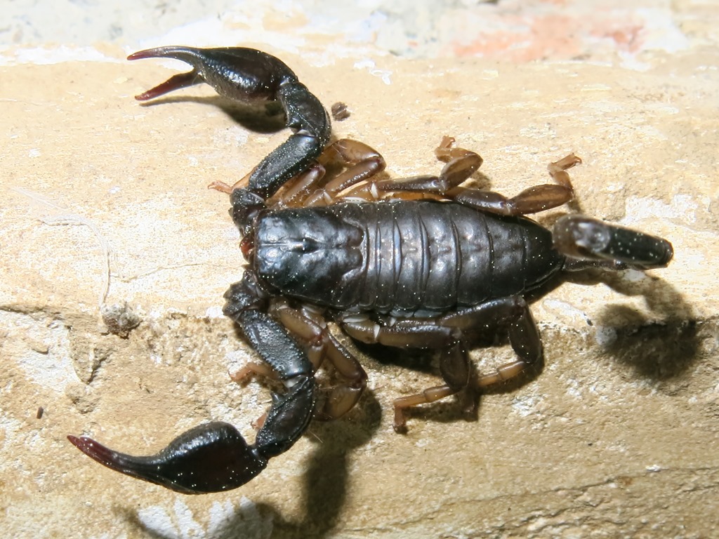 Euscorpius italicus