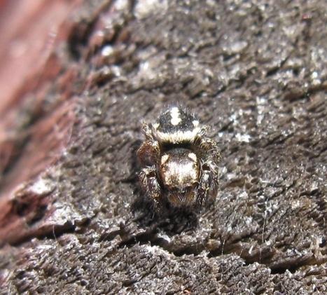 Pellenes sp. - Acquapendente (VT)