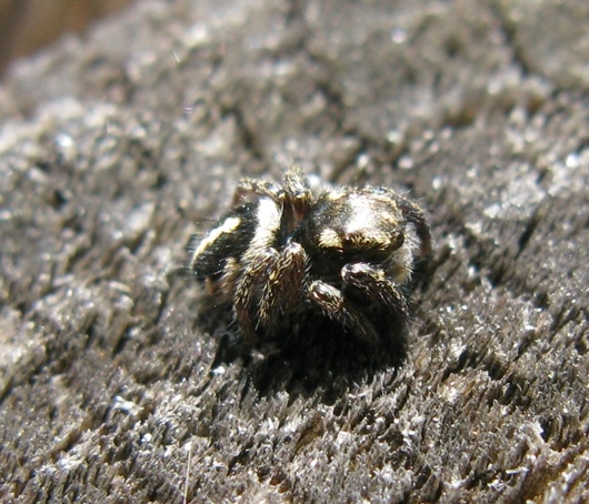Pellenes sp. - Acquapendente (VT)