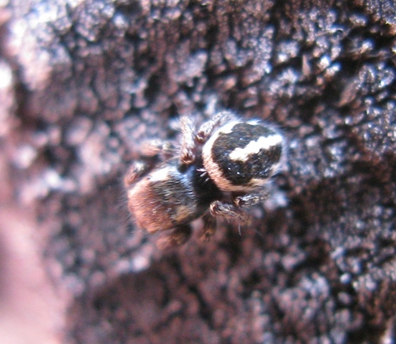Pellenes sp. - Acquapendente (VT)