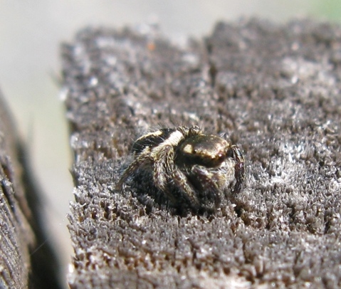 Pellenes sp. - Acquapendente (VT)