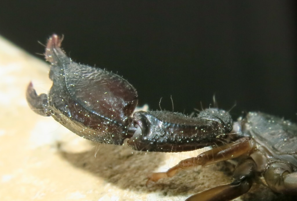 Euscorpius italicus