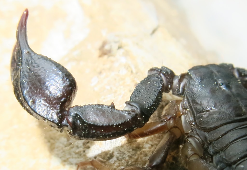 Euscorpius italicus