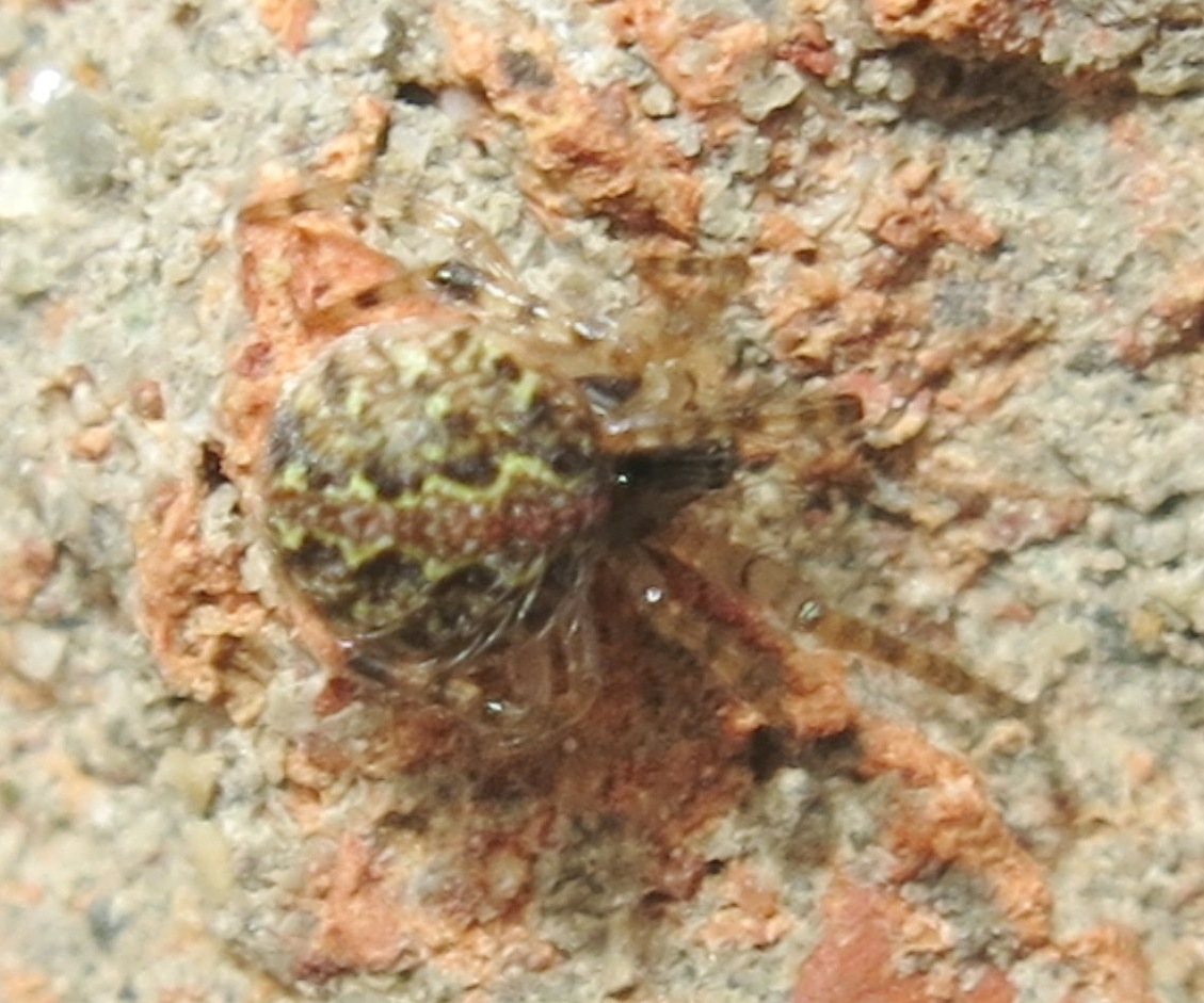 Theridion mystaceum/melanurum - Acquapendente (VT)