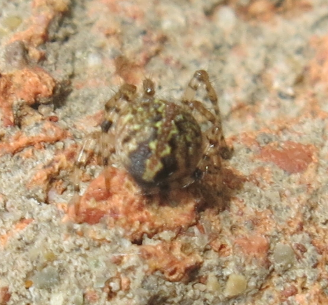 Theridion mystaceum/melanurum - Acquapendente (VT)