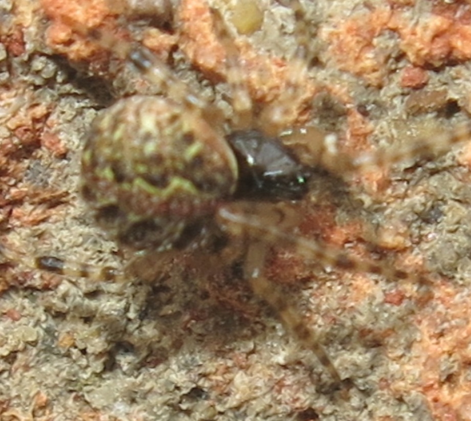 Theridion mystaceum/melanurum - Acquapendente (VT)