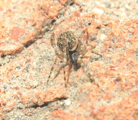 Theridion mystaceum/melanurum - Acquapendente (VT)