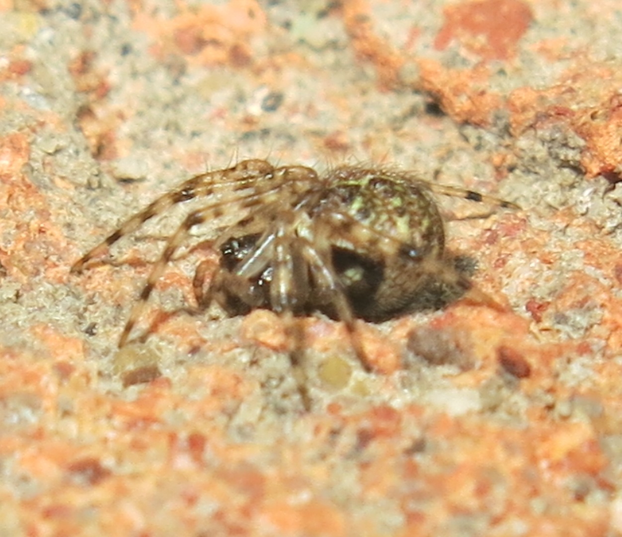 Theridion mystaceum/melanurum - Acquapendente (VT)