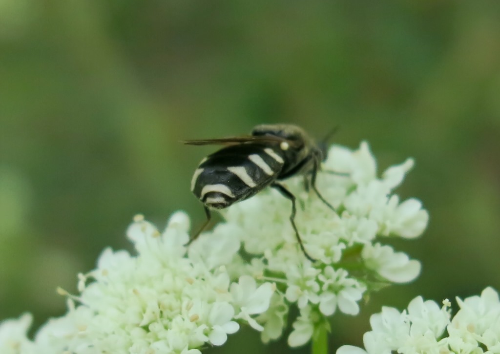 Lasiopa krkensis? Si, femmina