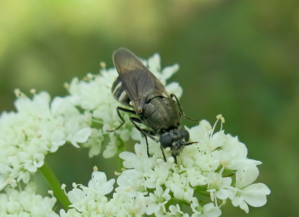 Lasiopa krkensis? Si, femmina