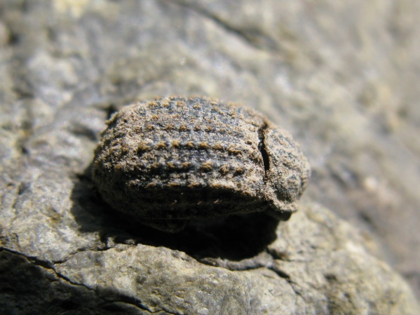 Trogidae da determinare ? Trox sp. (niger / litoralis)