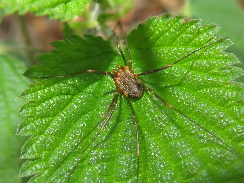 Phalangium sp.