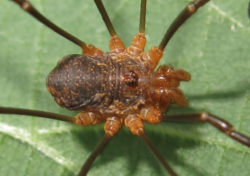 Phalangium sp.