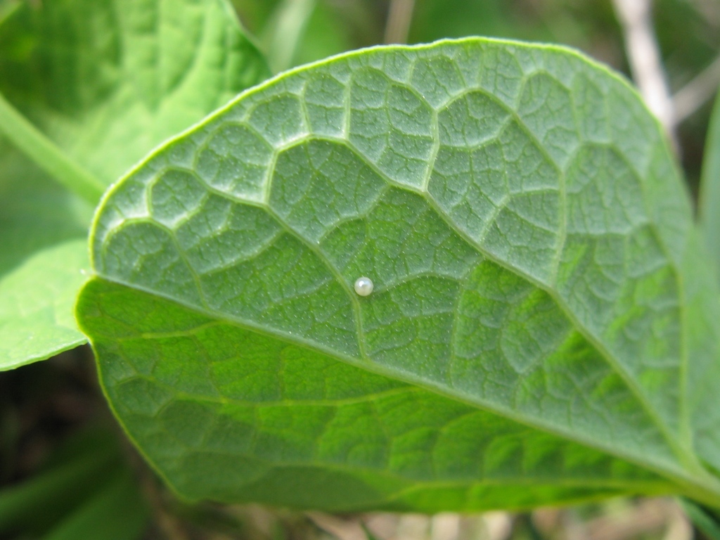 Uovo su Aristolochia rotunda