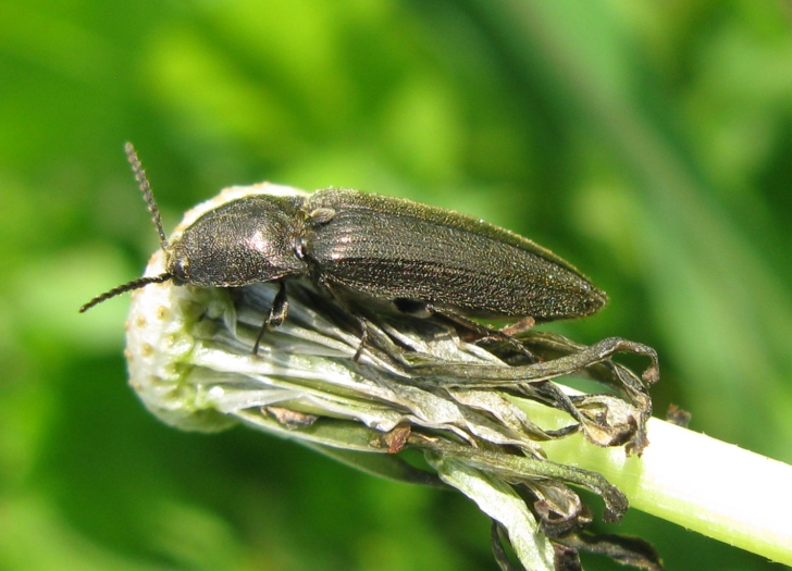 Elateridae da determinare: Cidnopus pseudopilosus