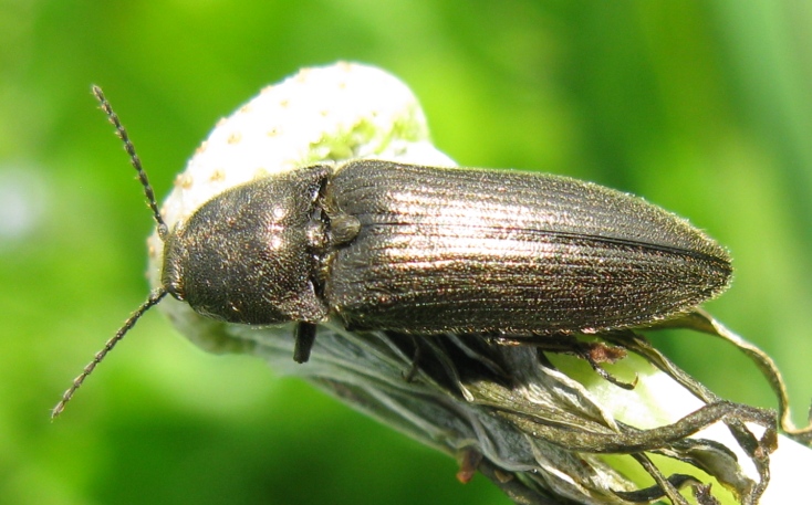 Elateridae da determinare: Cidnopus pseudopilosus