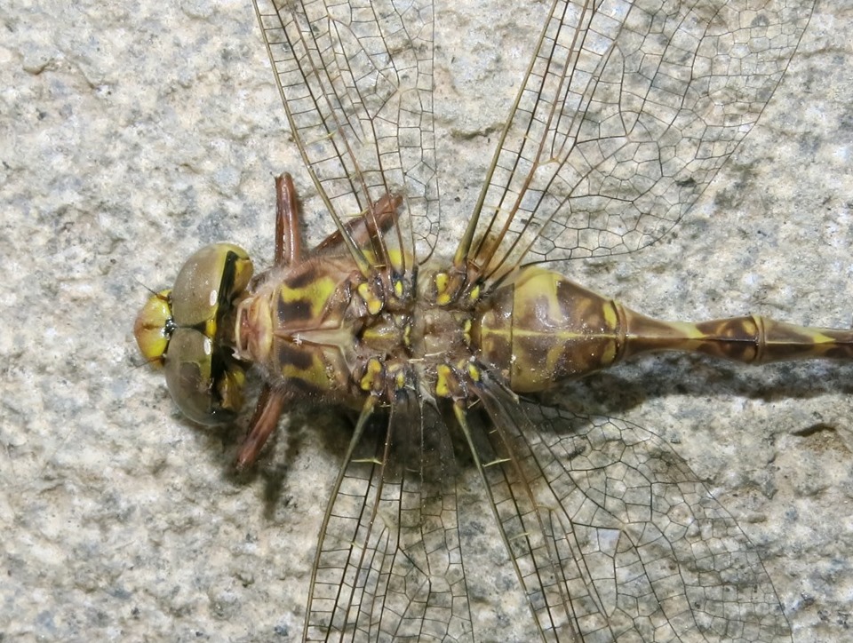 Aeshnidae - Boyeria irene