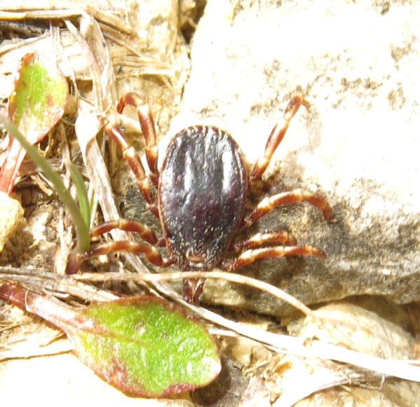 Zecca zebrata :  Hyalomma cfr. marginatum, femmina (Ixodidae)