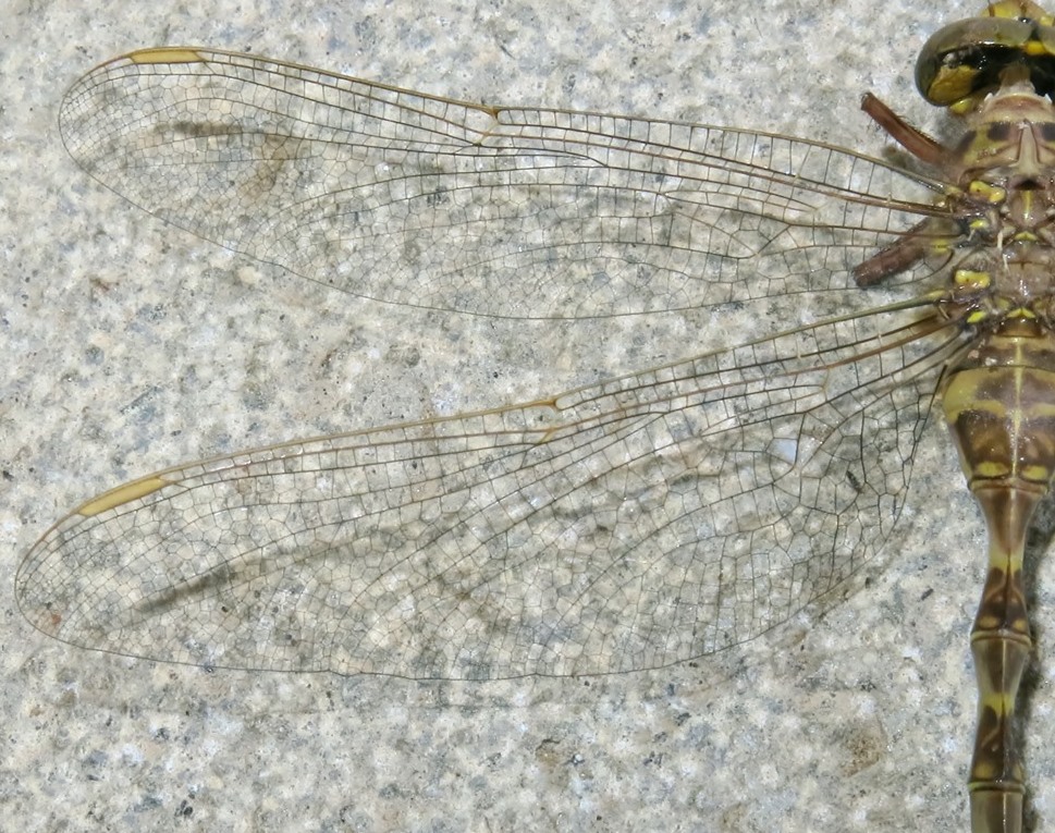Aeshnidae - Boyeria irene