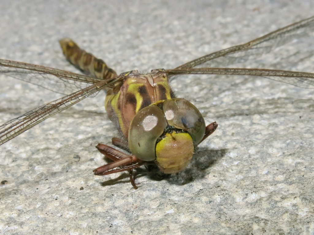 Aeshnidae - Boyeria irene