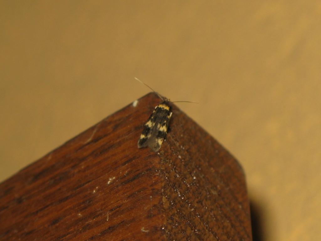 Autostichidae da determinare?