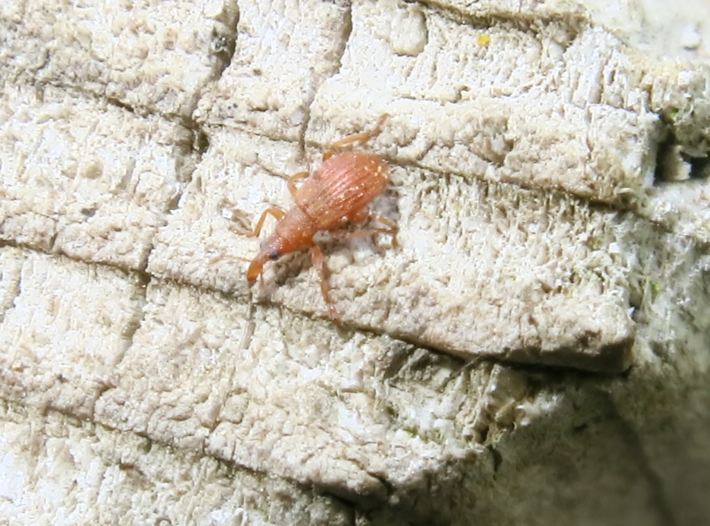 Apion rubiginosum, Apionidae