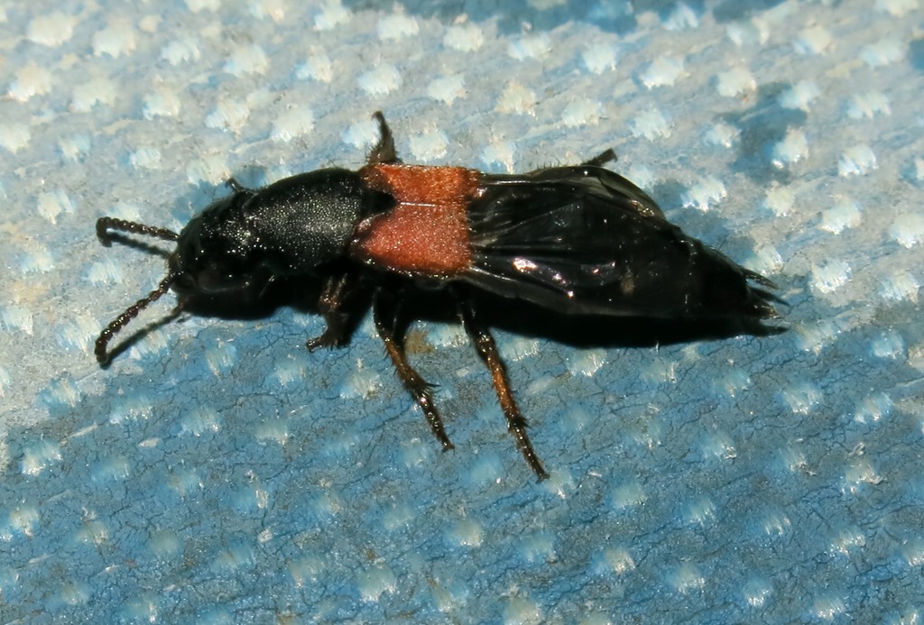 Stafilinide da determinare: Platydracus stercorarius