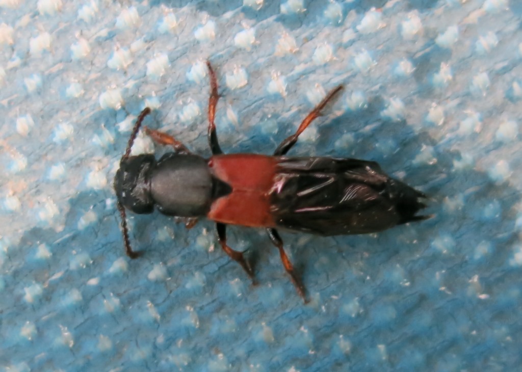 Stafilinide da determinare: Platydracus stercorarius