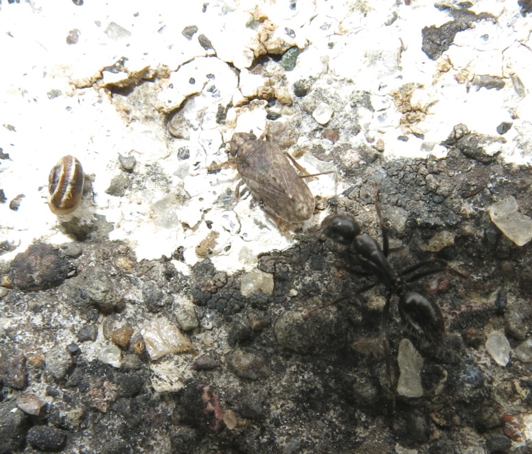 Tettigometridae sp. - Lazio