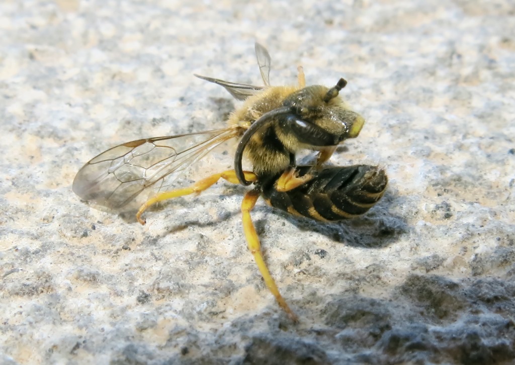 Apidae Halictinae: Halictus sp., maschio