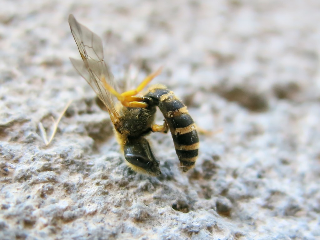 Apidae Halictinae: Halictus sp., maschio