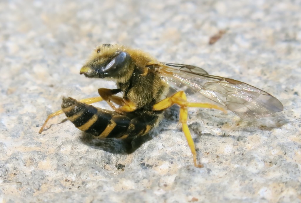 Apidae Halictinae: Halictus sp., maschio