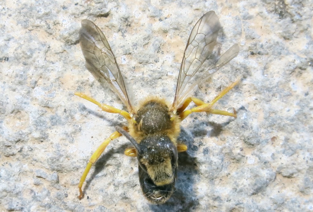 Apidae Halictinae: Halictus sp., maschio