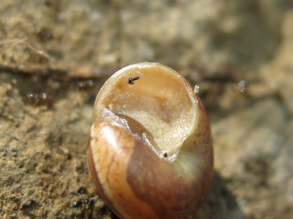 Helicidae da determinare?