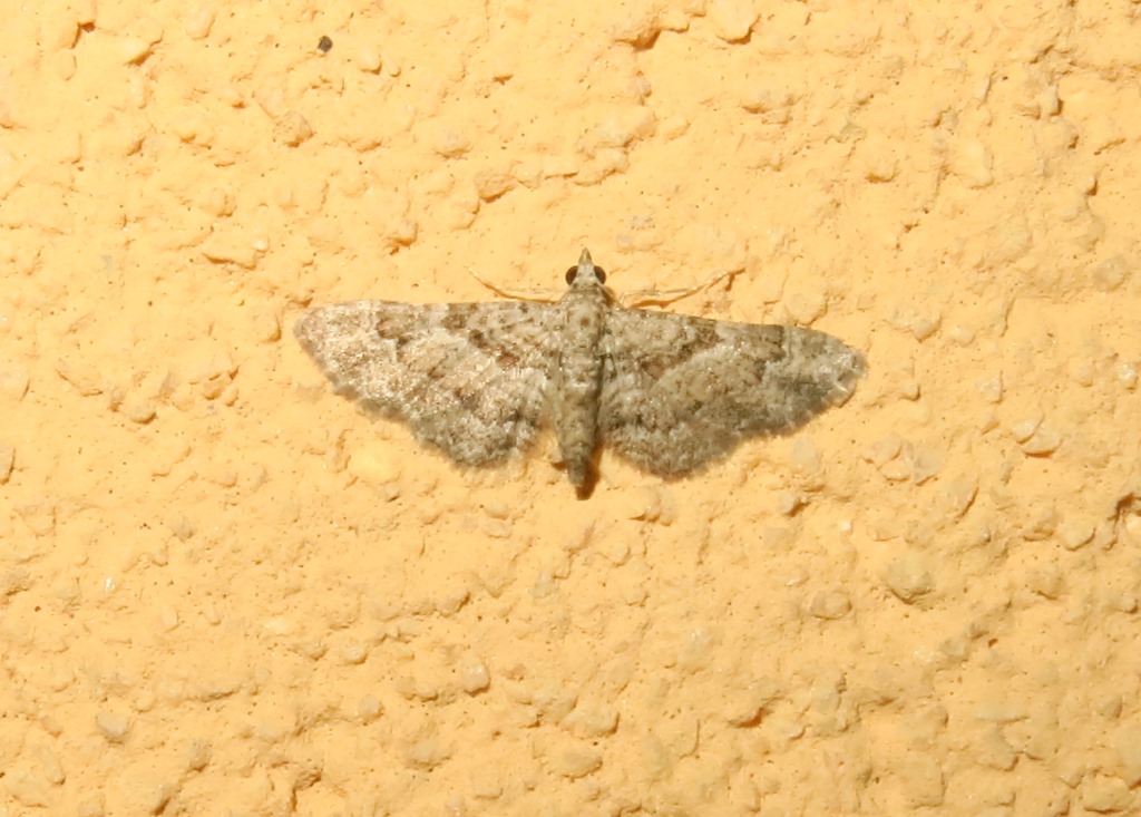 geometridae? S, Gymnoscelis rufifasciata