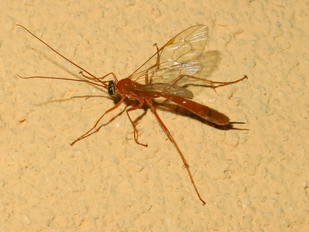Ichneumonidae:  Enicospilus o netelia?         Netelia sp. !