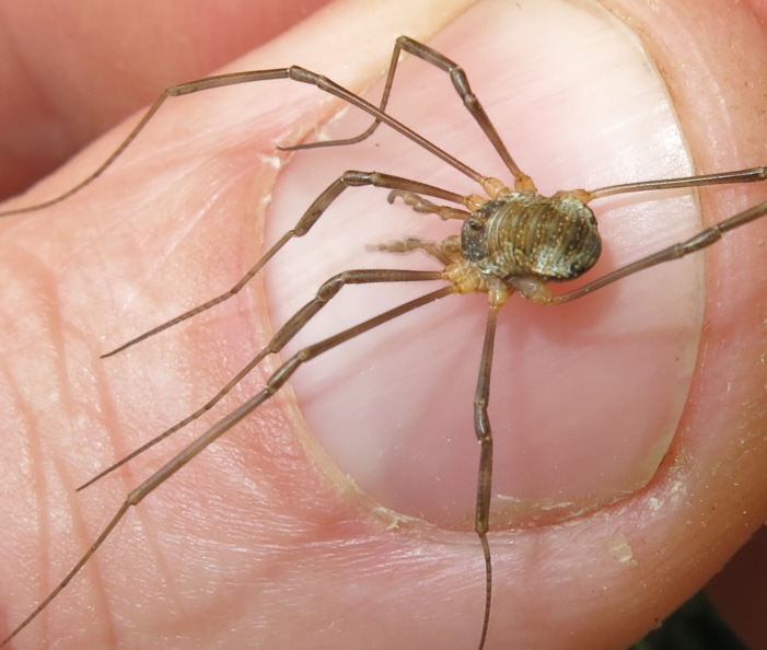 Possibile Dasylobus sp.
