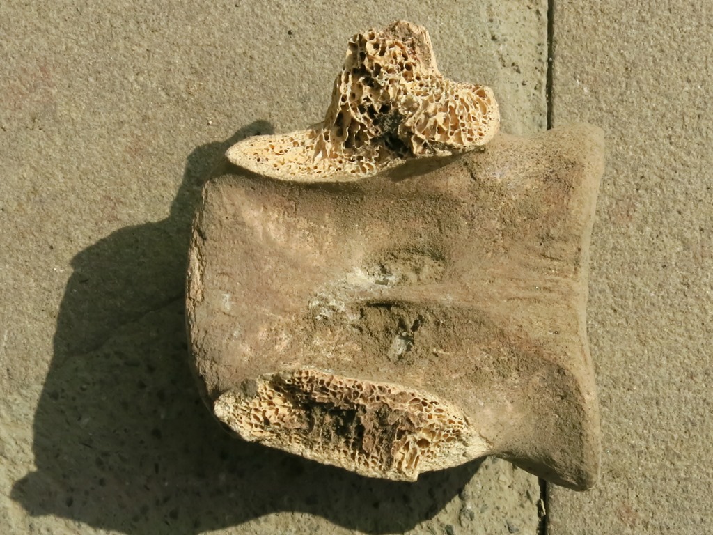fossile da determinare