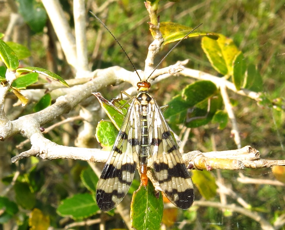 Panorpa da identificare?