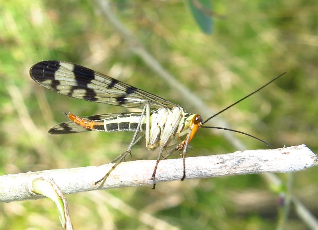 Panorpa da identificare?