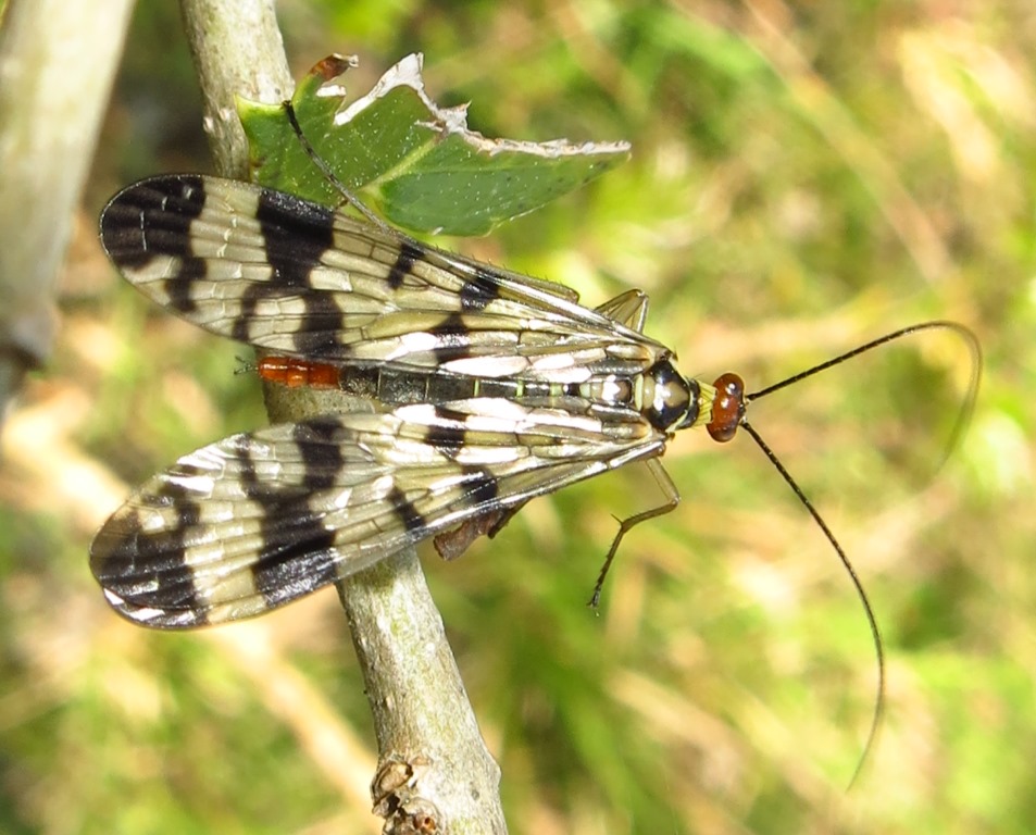 Panorpa da identificare?