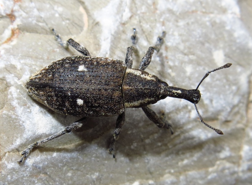 Lepyrus palustris